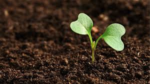 7-Steps-to-a-Healthy-Green-Lawn Lymow Tech