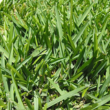 St. Augustine Grass